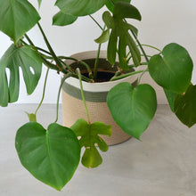 Cylinder Basket - Olive Jute Jungle