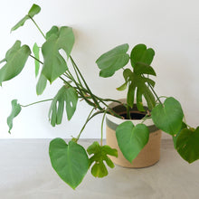 Cylinder Basket - Olive Jute Jungle