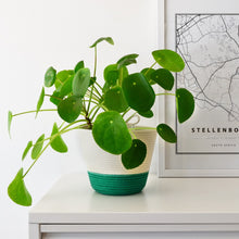 Planter Basket - Green Block