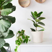 Planter Basket - Ivory