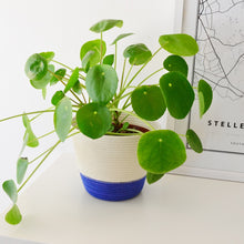 Planter Basket - Blue Block