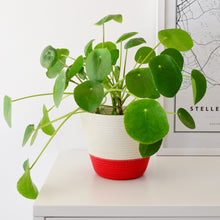 Planter Basket - Red Block