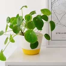 Planter Basket - Yellow Block