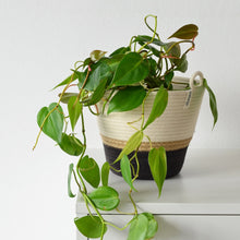 Planter Basket - Jute & Charcoal