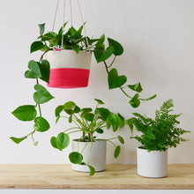 Hanging Planter - Flamingo Pink