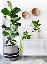 Planter Basket - Ivory