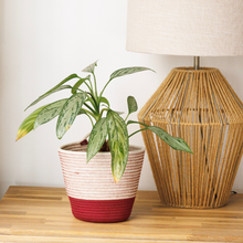 Planter Basket - Pinotage