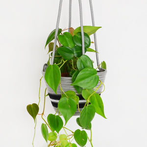 Hanging Planter - Mbizi