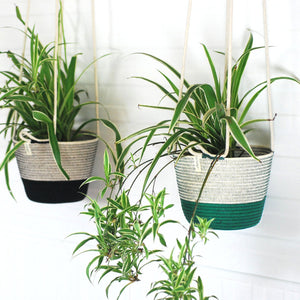 Hanging Planter - Liquorice